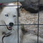 uploaded-image-beyaz-rusya-gezilecek-yerler-1717411225351