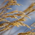 uploaded-image-fransa-gezilecek-yerler-1717411261249