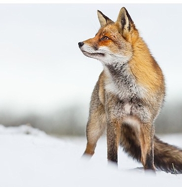 ilgi-cekici-hikayesiyle-vahsi-transilvanya-drakulanin-gizli-kralligi-15-aralik-pazar-gunu-20-00da-national-geographic-wild-ekranlarinda.jpg