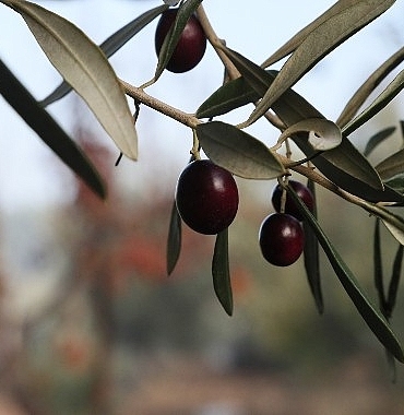 urla-zeytin-ve-sanat-festivali.jpg
