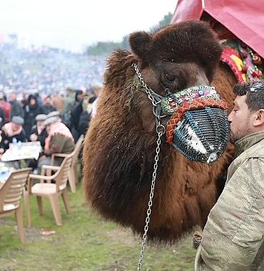 43-uluslararasi-efes-selcuk-deve-guresleri-festivali-heyecani-basliyor.jpg