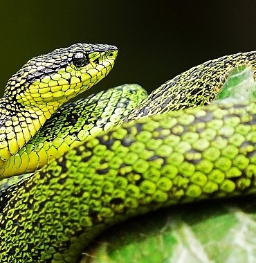 national-geographic-now-sec-izle-servisinin-mart-ayi-temasi-yilanlar.jpg