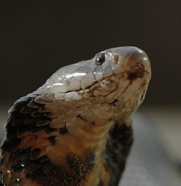 sehirdeki-yilanlar-zehirli-karsilasmalar-2-mart-pazar-gunu-20-00de-national-geographic-wild-ekranlarinda.jpg