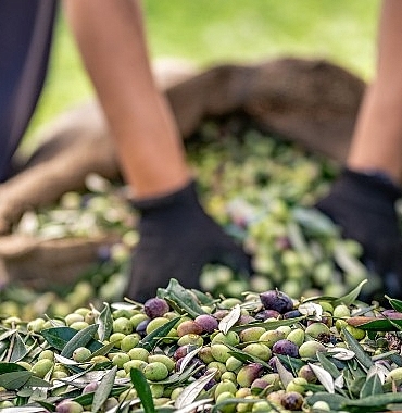 zeytin-ve-zeytinyagi-sektorunde-verimlilik-artiracak-avrupa-birligi-projesi.jpg