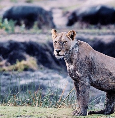 3-bolumden-olusan-katavi-afrikanin-yitirilmis-cenneti-5-mart-carsamba-gunu-20-00de-national-geographic-wild-ekranlarinda.jpg