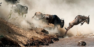 vahsi-dogada-ebeveynligin-zorlu-yollarini-anlatan-inanilmaz-hayvan-yolculuklari-vahsi-ebeveynler.jpg
