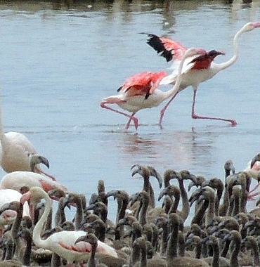 flamingolarin-buyuleyici-dunyasi-bornovada.jpg
