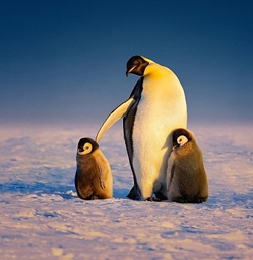 penguenlerin-gizemli-dunyasi-art-arda-3-bolumuyle-22-nisan-sali-gunu-20-00de-national-geographic-wild-ekranlarina-geliyor.jpg
