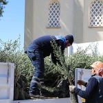 urlada-zeytin-seferberligi-20-mahalleye-fidan-destegi.jpg