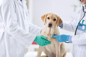 İzmir Veteriner (5)