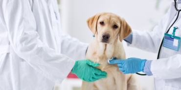 İzmir Veteriner (5)