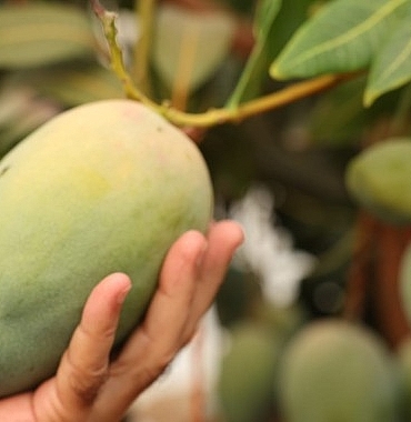 baskan-bocekten-avokado-ve-mango-hasadi.jpg