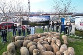 buyuksehirden-ureticilere-damizlik-koc-destegi.jpg