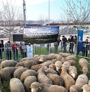 buyuksehirden-ureticilere-damizlik-koc-destegi.jpg