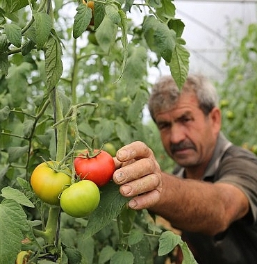 buyuksehirden-yuzde-50-hibeli-sera-destegi.jpg