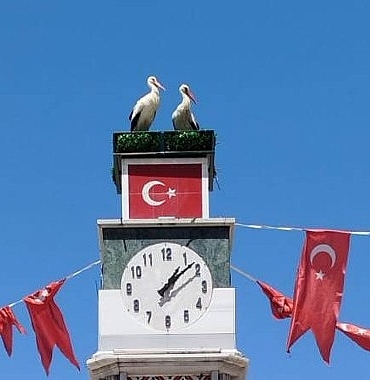 can-ve-canan-leylek-yuvalarina-geldi.jpg