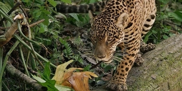 jaguar-guyananin-orman-ustasi-3-mayis-cumartesi-gunu-20-00de-national-geographic-wild-ekranlarinda.jpg
