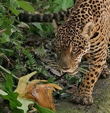jaguar-guyananin-orman-ustasi-3-mayis-cumartesi-gunu-20-00de-national-geographic-wild-ekranlarinda.jpg