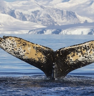 national-geographic-now-sec-izle-servisi-haziran-ayinda-dalgalarin-ardinda-temasi-ile-izleyicilerle-bulusuyor.jpg