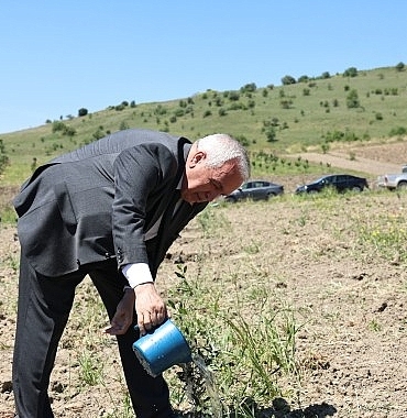 nilufer-belediyesi-konakliya-800-zeytin-fidani-dikti.jpg