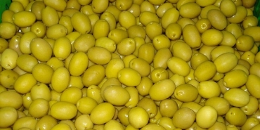 sofralik-zeytin-ihracati-250-milyon-dolara-kosuyor.jpg