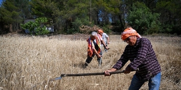 5-tonluk-bugday-yerel-ureticiye-nefes-olacak.jpg