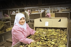 tutun-sektoru-7-yil-sonra-ihracatta-1-milyar-dolar-sinirini-asti.jpg