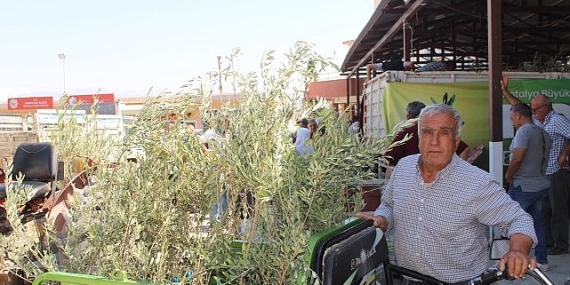 Büyükşehir’den 19 ilçeye 40 bin zeytin fidanı desteği