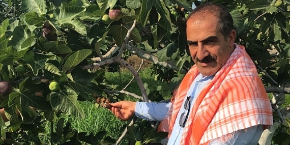 Cennet meyvesi incirler oldu ihracat yolculuğu başladı