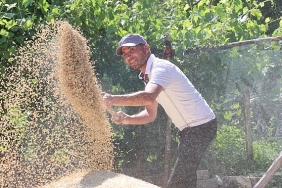 korkuteli-yesiloba-yaylasinda-bugday-hasadi-basladi.jpg