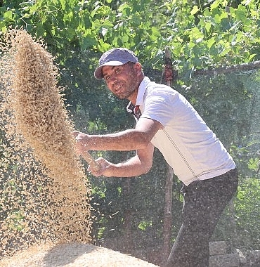 korkuteli-yesiloba-yaylasinda-bugday-hasadi-basladi.jpg