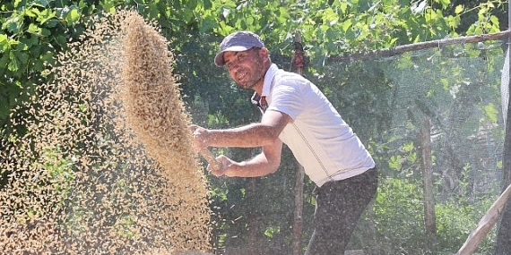 Korkuteli Yeşiloba Yaylası’nda buğday hasadı başladı
