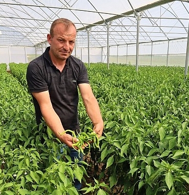 modern-seralarda-hasat-bereketi.jpg