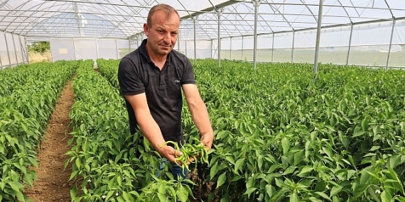 Modern seralarda hasat bereketi