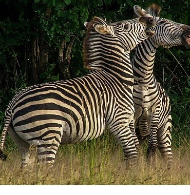 nehirde-yasam-mucadelesi-2-agustos-cumartesi-20-00de-national-geographic-wild-ekranlarinda-izleyicilerle-bulusuyor.jpg
