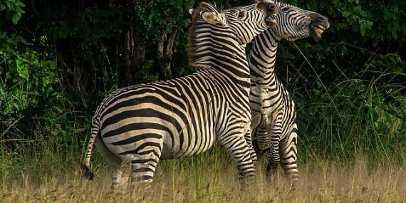 ‘Nehirde Yaşam Mücadelesi’ 2 Ağustos Cumartesi 20.00’de National Geographic WILD Ekranlarında İzleyicilerle Buluşuyor!