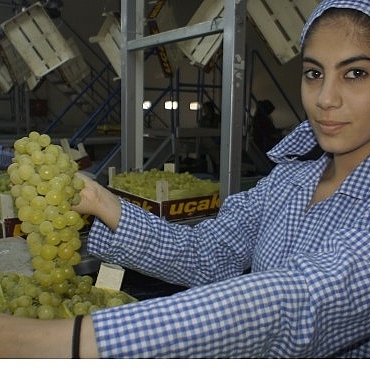 superior-seedless-cesidi-sofralik-uzumun-ihracat-yolculugu-16-temmuzda-basladi.jpg