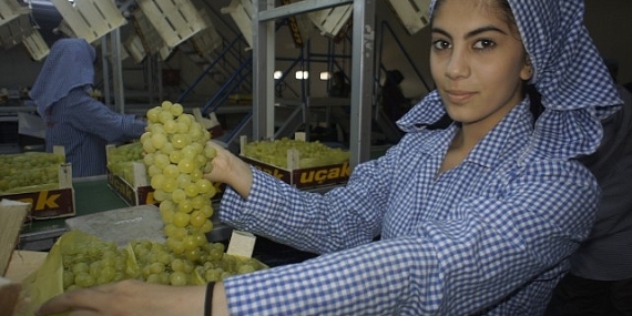 Superior Seedless çeşidi sofralık üzümün ihracat yolculuğu 16 Temmuz’da başladı