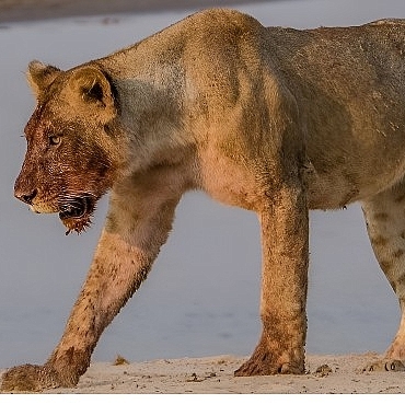 afrikanin-nehir-devleri-9-agustos-cumartesi-20-00de-national-geographic-wild-ekranlarinda-izleyicilerle-bulusuyor.jpg