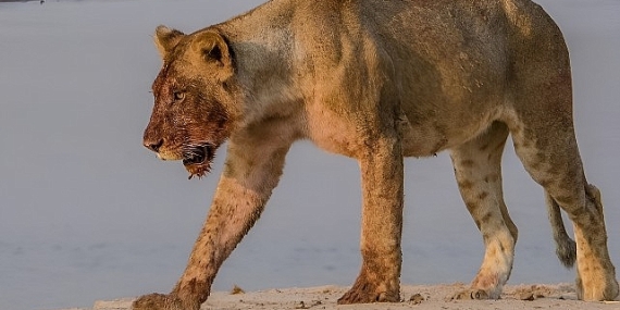 ‘Afrika’nın Nehir Devleri’ 9 Ağustos Cumartesi 20.00’de National Geographic WILD Ekranlarında İzleyicilerle Buluşuyor!
