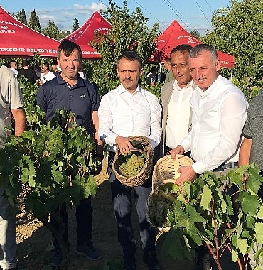 baskan-buyukakin-izmitte-uzum-hasadina-katildi.jpg