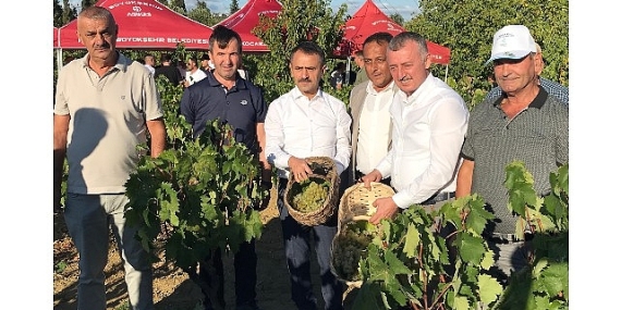 Başkan Büyükakın, İzmit’te üzüm hasadına katıldı