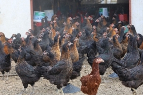buyuksehir-yuzde-50-hibeli-16-bin-tavuk-dagitti.jpg