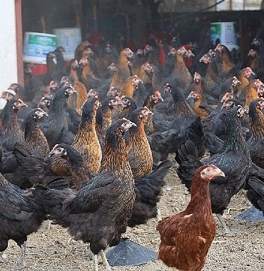 buyuksehir-yuzde-50-hibeli-16-bin-tavuk-dagitti.jpg
