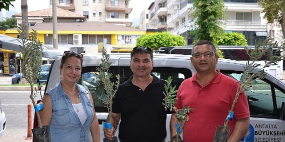 Büyükşehir’den üreticiye zeytin fidanı desteği