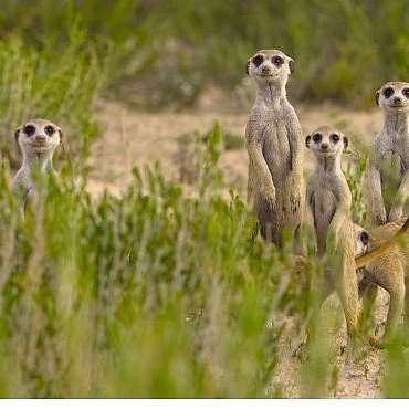 doganin-dahileri-20-agustos-carsamba-20-00de-national-geographic-wild-ekranlarinda.jpg