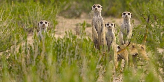 ‘Doğanın Dahileri’, 20 Ağustos Çarşamba 20.00’de National Geographic WILD Ekranlarında!
