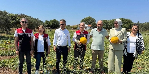 Meşhur Çeşme Kavununda Hasat Zamanı
