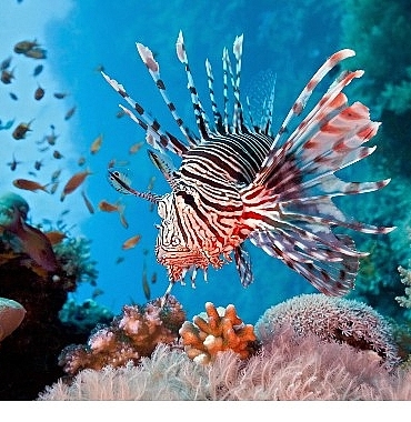 vahsi-kiyilar-kusagina-ozel-resif-avcilari-10-agustos-pazar-20-00de-national-geographic-wild-ekranlarinda.jpg
