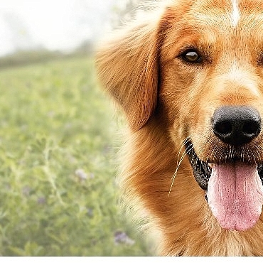 yapi-kredi-bomontiada-tv-acik-havada-sinema-gosterimleri-a-dogs-purpose-ile-yaza-veda-ediyor.jpg